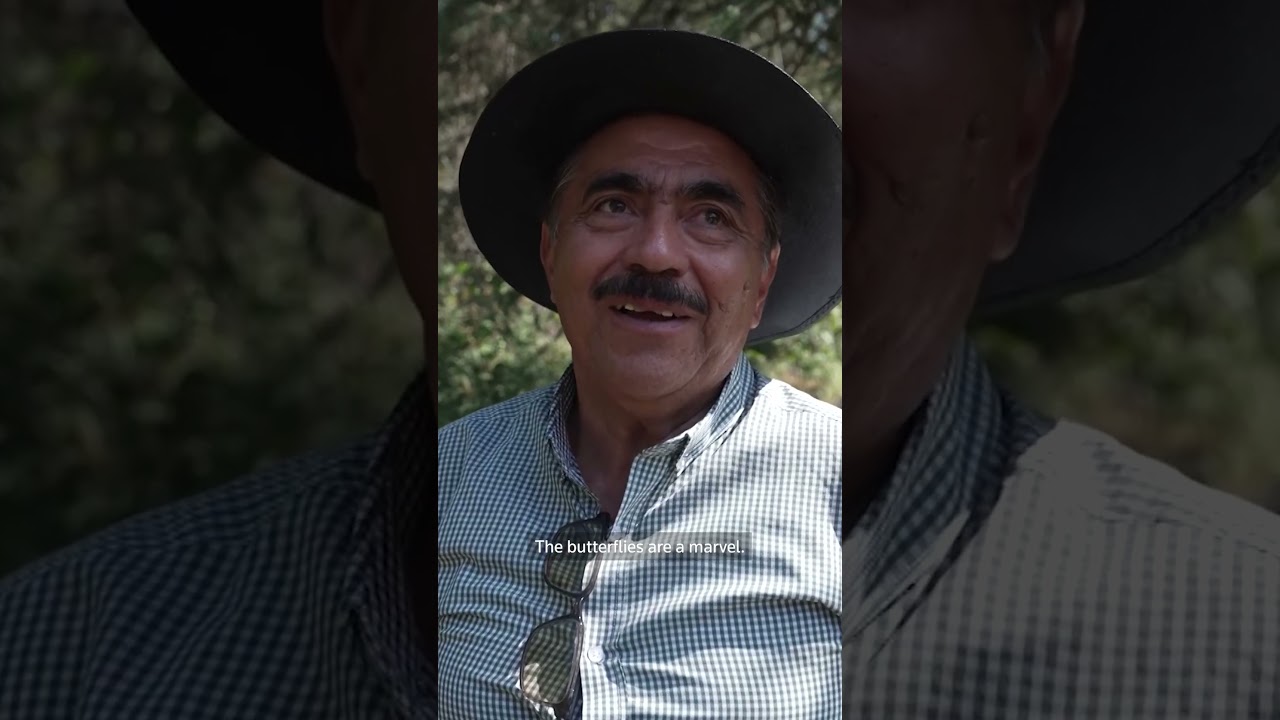 Monarch butterfly season kicks off in Mexico