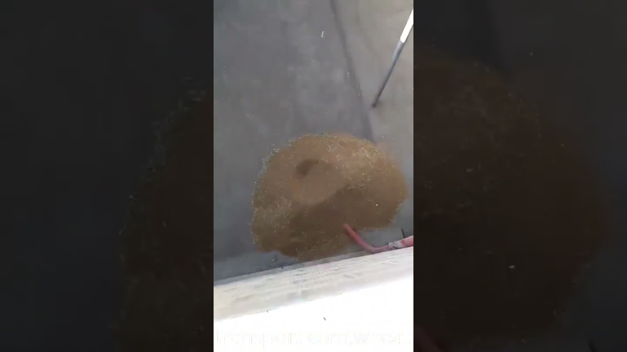 biological particles conveyor