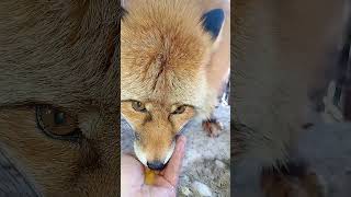 3510. Дикая лиса Маркиза и утренний завтрак. #wildfox #animals #shorts