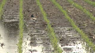 Nitrogen Leaching - Charles Shapiro - June 7, 2013