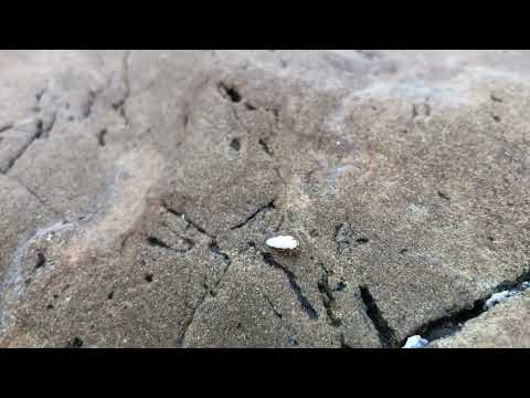 数ミリのヤドカリたち　屋久島　yakushima