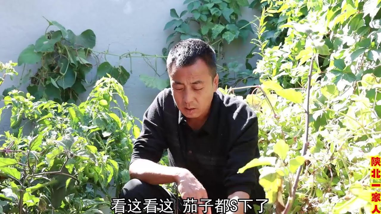 末茬茄子不想吃，用这个方法腌起来方便简单，蒜香入味好吃又下饭