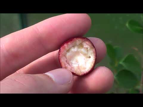 Video: Strawberry Guava