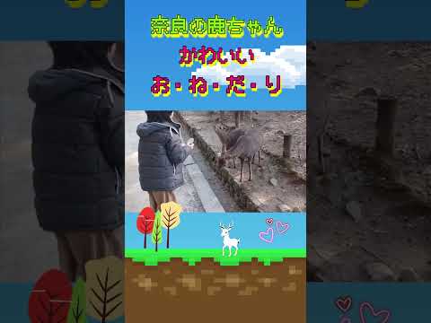 奈良の鹿　とってもかわいい鹿さん