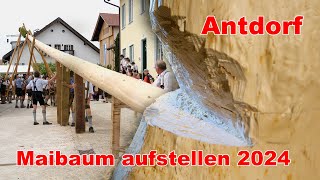 Antdorf Maibaum aufstellen 2024 -4K-