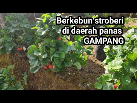 Video: Stroberi Kebun: Menanam Kehalusan