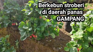 tips berkebun stroberi di dataran rendah atau di daerah panas @ wayan putra garden