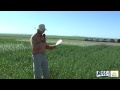 Cover crop research by montana state university part 1