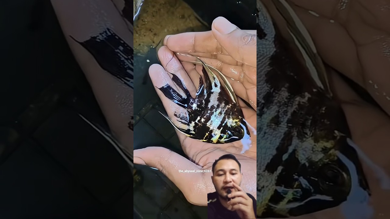 Ловлю скатов руками‼️@the_abyssal_zone.6261 