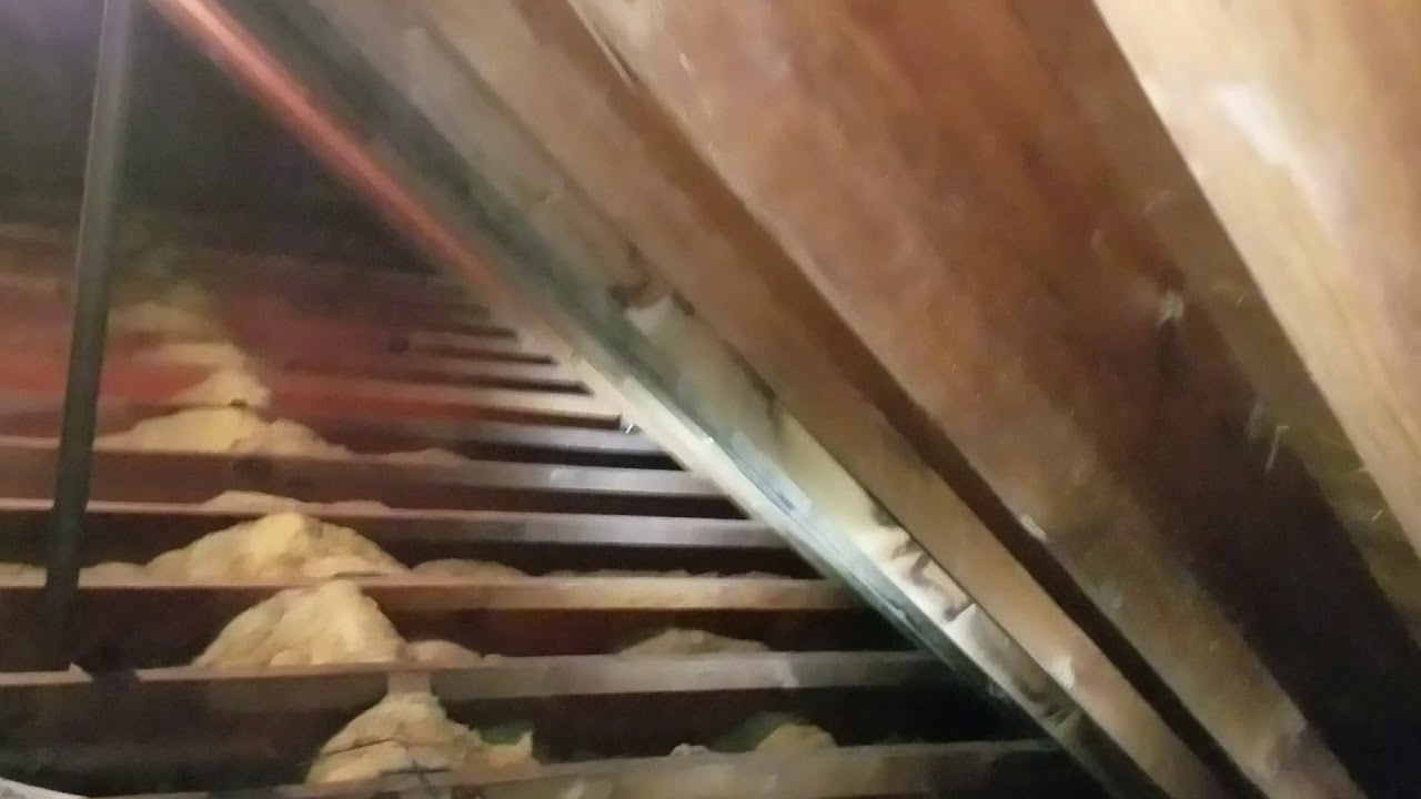 Raccoon and Squirrel Nest Removal Lawrenceville NJ 732 698 8387 YouTube