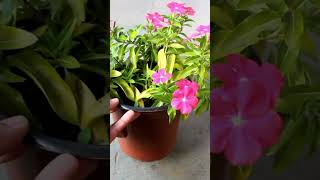 Vinca Leaves Turning Yellow Heres Why