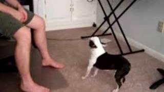 Boston Terrier going nuts barking