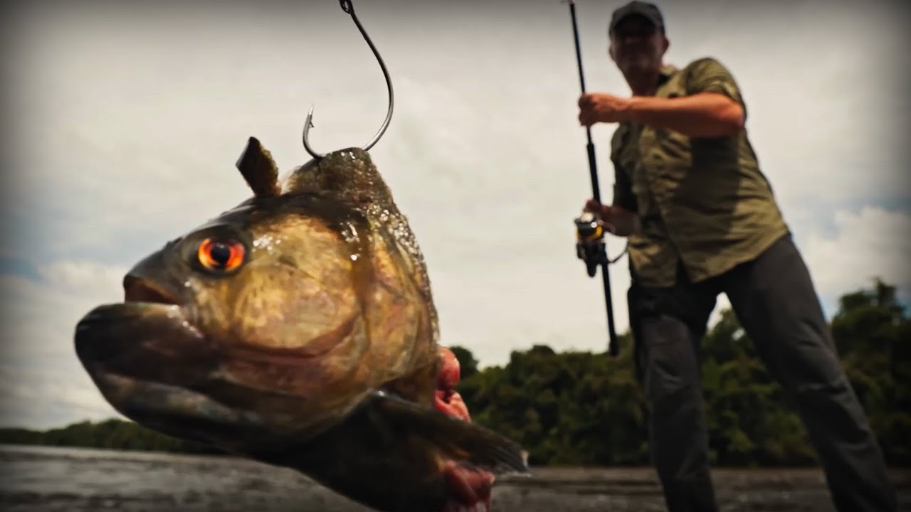 UN PARASITE DANGEREUX SUR UN PIRARARA- Cyril Chauquet