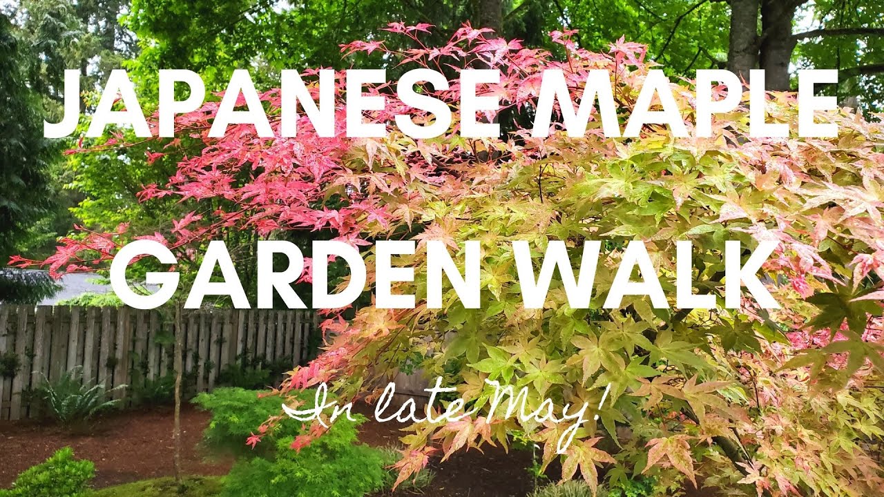 Japanese Maple Bonsai & Garden Walk in Late May