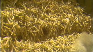 TN-81-107-018.m4v | Thames News Archive Footage