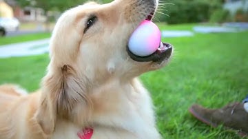 Meet Sphero the Robotic Ball