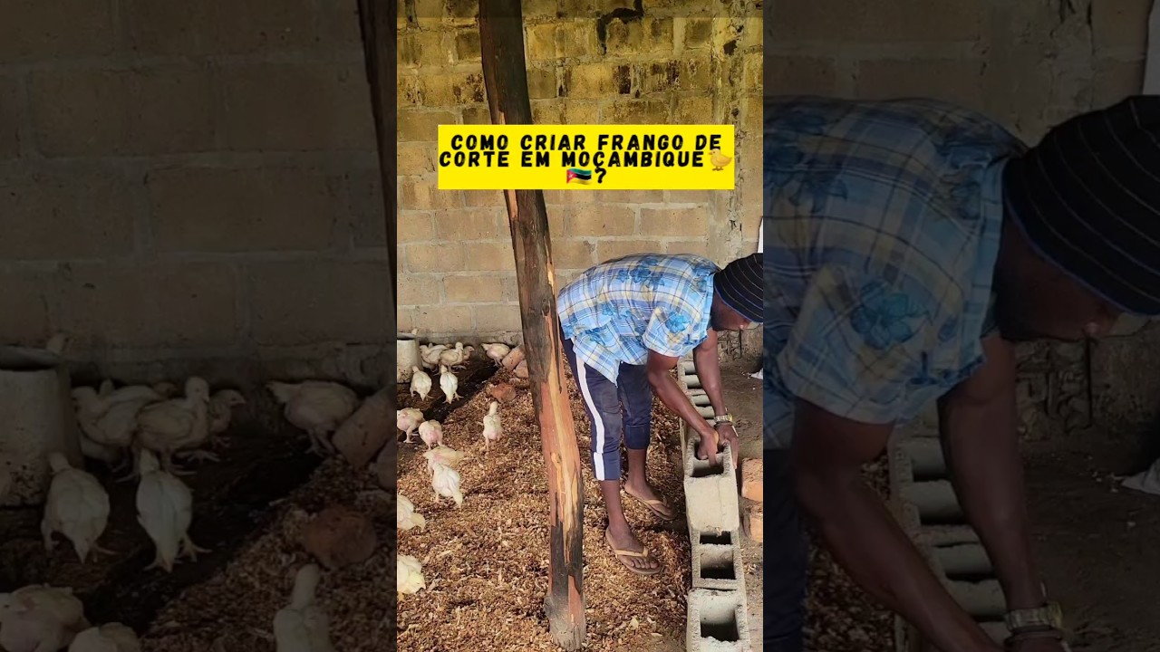 COMO CRIAR GALINHAS DE CORTE EM MOÇAMBIQUE🇲🇿? #moçambique #agriculture #frango #avicultura #shorts