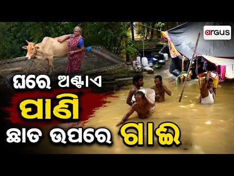 ଛାତ ଉପରେ ଗାଈ... | Bhadrak Flood | People Living With Cattle On Roof In Dhamnagar | Argus News