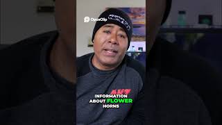 Flower Horn Fish Care  Expert Breeding &amp; Showing Tips