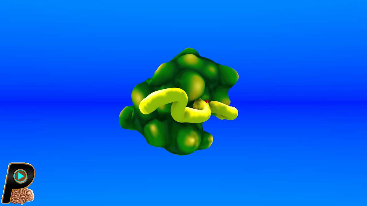 Protein Catalyst for a Chemical Reaction YouTube