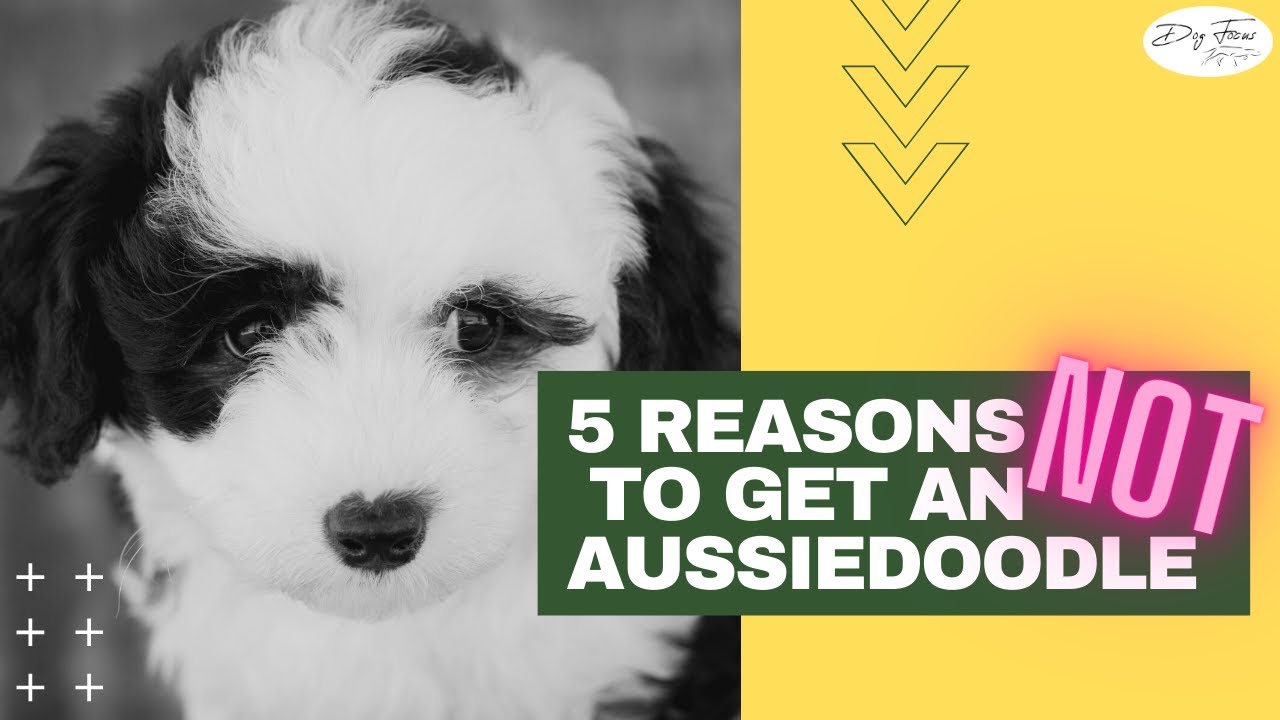 trained aussiedoodle for sale