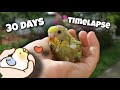 budgie growth stages | first 30 days