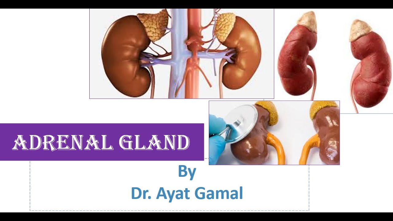 14. Hyposecretion of Cortisol