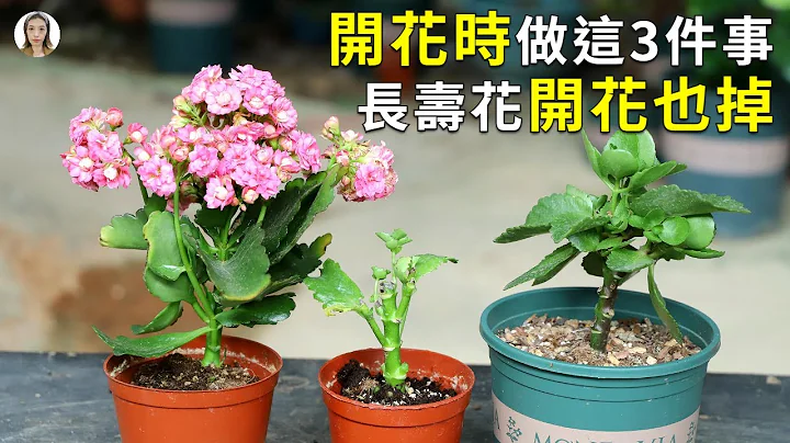 讓長壽花一直開花，需要做好3件事，第1點最可怕，第3點最容易犯，怪不得開花了也一直掉|Kalanchoe|花花世界 - 天天要聞