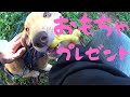 【捨犬保護】おもちゃゲットは突然に