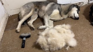 Unintentional ASMR husky brushing!