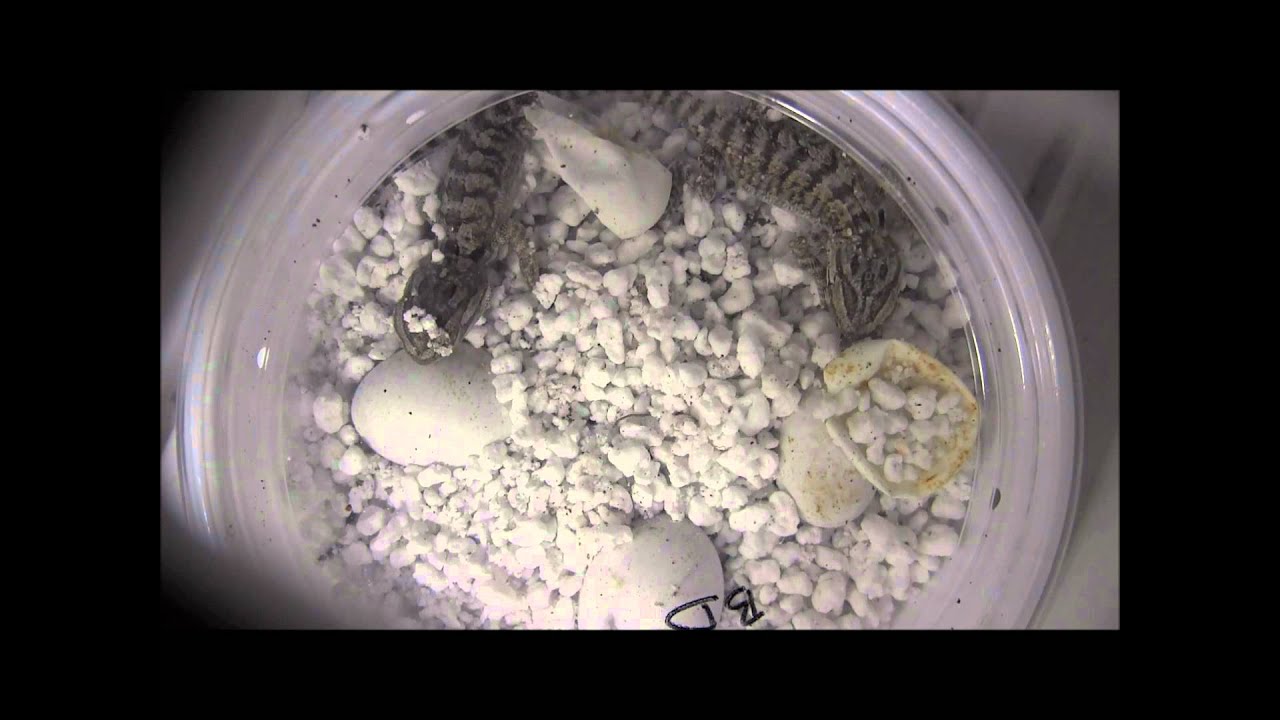 hatchling en francais Time Lapse Video of a Bearded Dragon Hatching