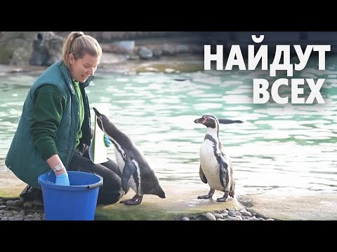 В Лондонском зоопарке пересчитывают питомцев