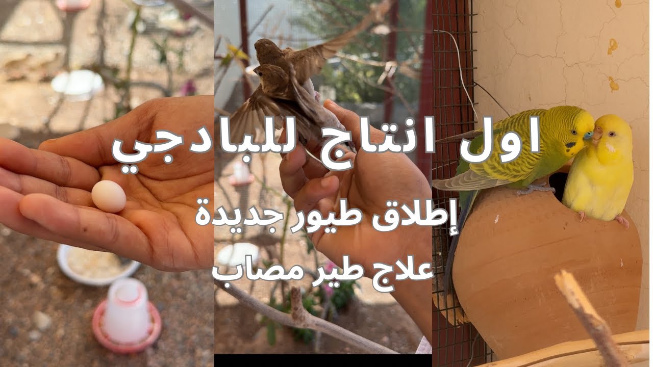 تنظيف حظيرة الأغنام .انتاج البادجي .إطلاق الطيورجديده .علاج طير مصاب .زراعة نباتات داخل المحمية 