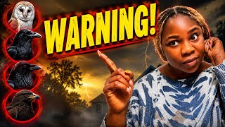 4 Birds You Should Never Ignore (Death, Witchcraft & Bad News)