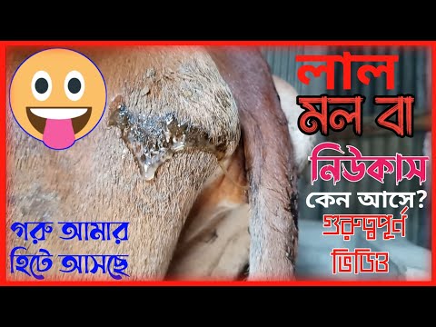 ভিডিও: লালা নিউক্লিয়াস কোথায়?