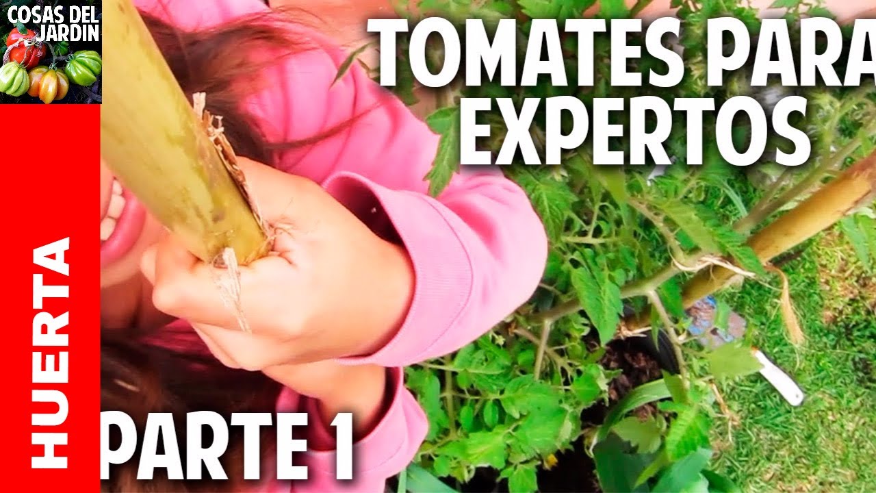 M�xima producci�n de tomates en maceta - Cultivo de tomate Avanzado Plantar tomates en maceta