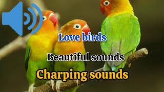 lovebirds charping sounds| parrot beautiful sounds| lovebirds sounds| lovebirds beautiful songs|