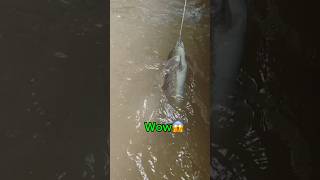 Wow😱 pancing di terkam buaya lagi, Strike sidat monster #msltv #fishing #mancing #petualangan