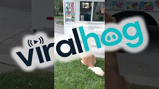 Freddie the Dog Loves the Ice Cream Truck || ViralHog