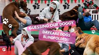 Can We Guess Our Daycare Dogs BLINDFOLDED?! 😂🐶