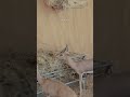 غزلان وطيور المحمية