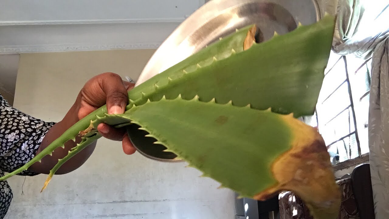 Alo Vera husaidia kufanya uke ubane ndani ya siku chache(tafadhari