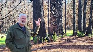 Coast redwoods showing regrowth in Big Basin Redwoods State Park