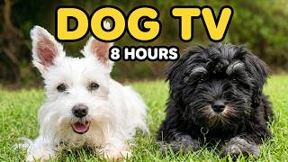 Leave This on for Your Dog While You’re Away (8 Hours of Calming Dog TV)