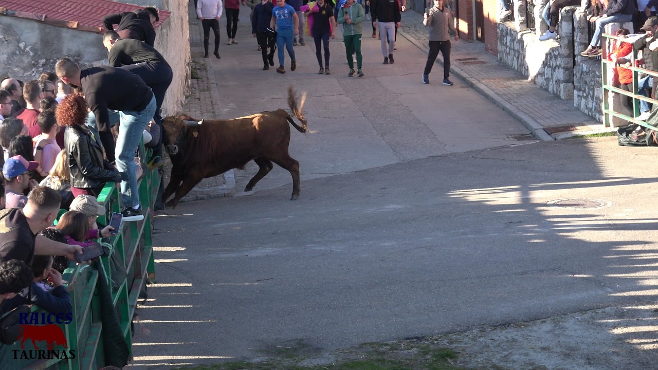SUELTA DE 1 TORO Y 1 VACA- HONTALBILLA (SG) - SABADO 21/02/2026