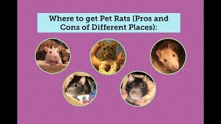 Where to get Pet Fancy Rats from - Pros and Cons of Different Places
