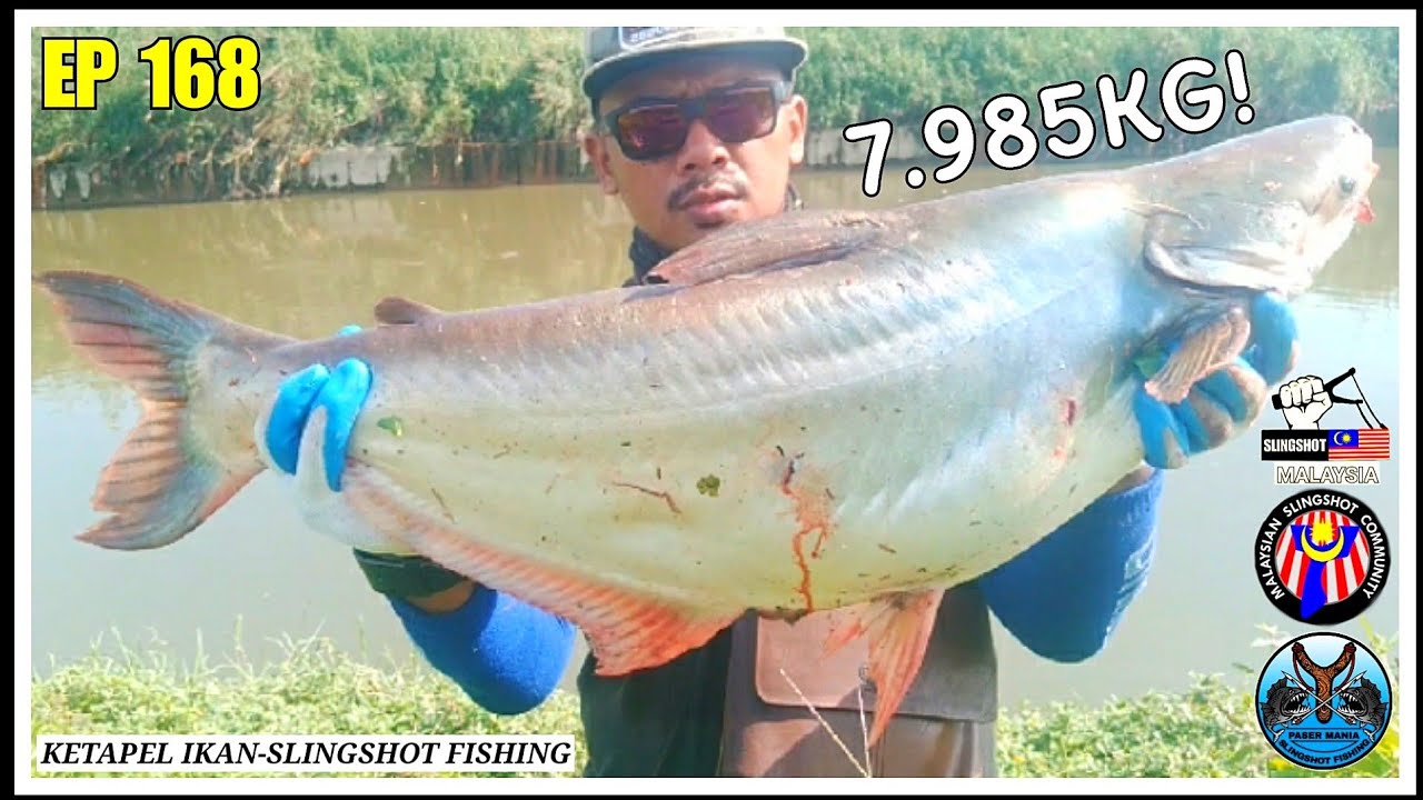 KETAPEL IKAN DAPAT IKAN PATIN MONSTER SUNGAI KLANG 7.985KG/LASTIK IKAN