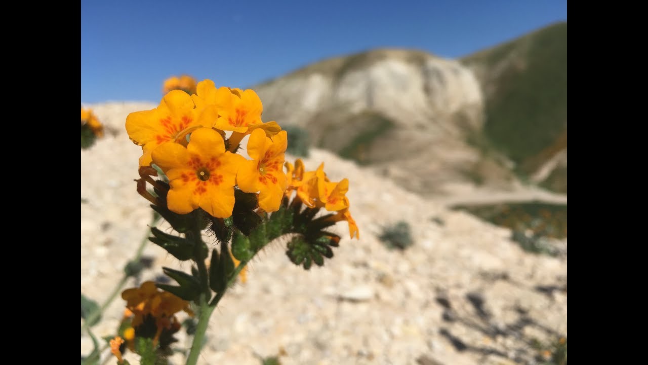 Amsinckia furcata (forked fiddleneck)