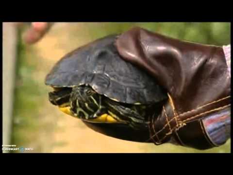 Red-eared Terrapins on Springwatch (2009)