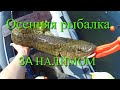 Осенняя рыбалка. За налимом. Рыбалка в Иркутске. Ловля налима на донку. Ловля налима на закидушки